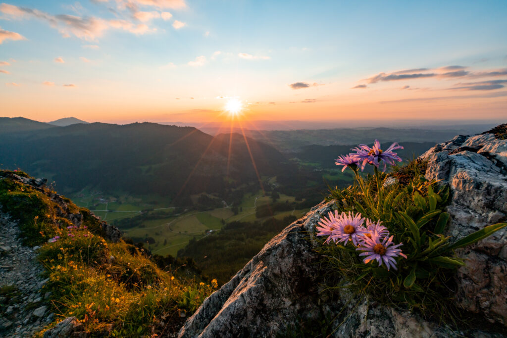 Allgäu Landschaft Alpen Berg Sonnenuntergang Sorgschrofen Jungholz Sonne Blumen